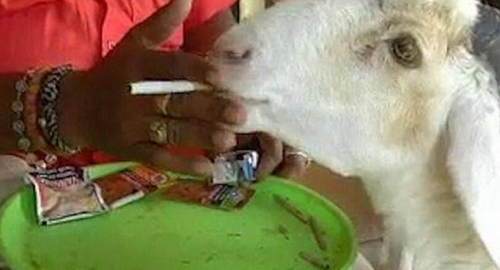 印度一只羊染上烟瘾 比起饲料更爱吃烟