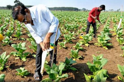 印度开始实施烟叶有机种植