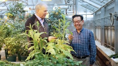 科学家研发出从烟草植物中获得治疗性人类蛋白质的方法