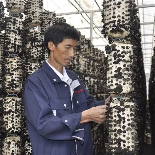 一二三产业融合发展,云南烟草商业促农增收呈现新格局