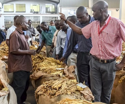 坦桑尼亚烟农收入有望增加12.24%