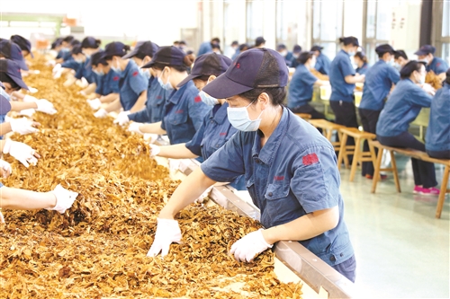 重庆中烟开发培育中支产品工作纪实